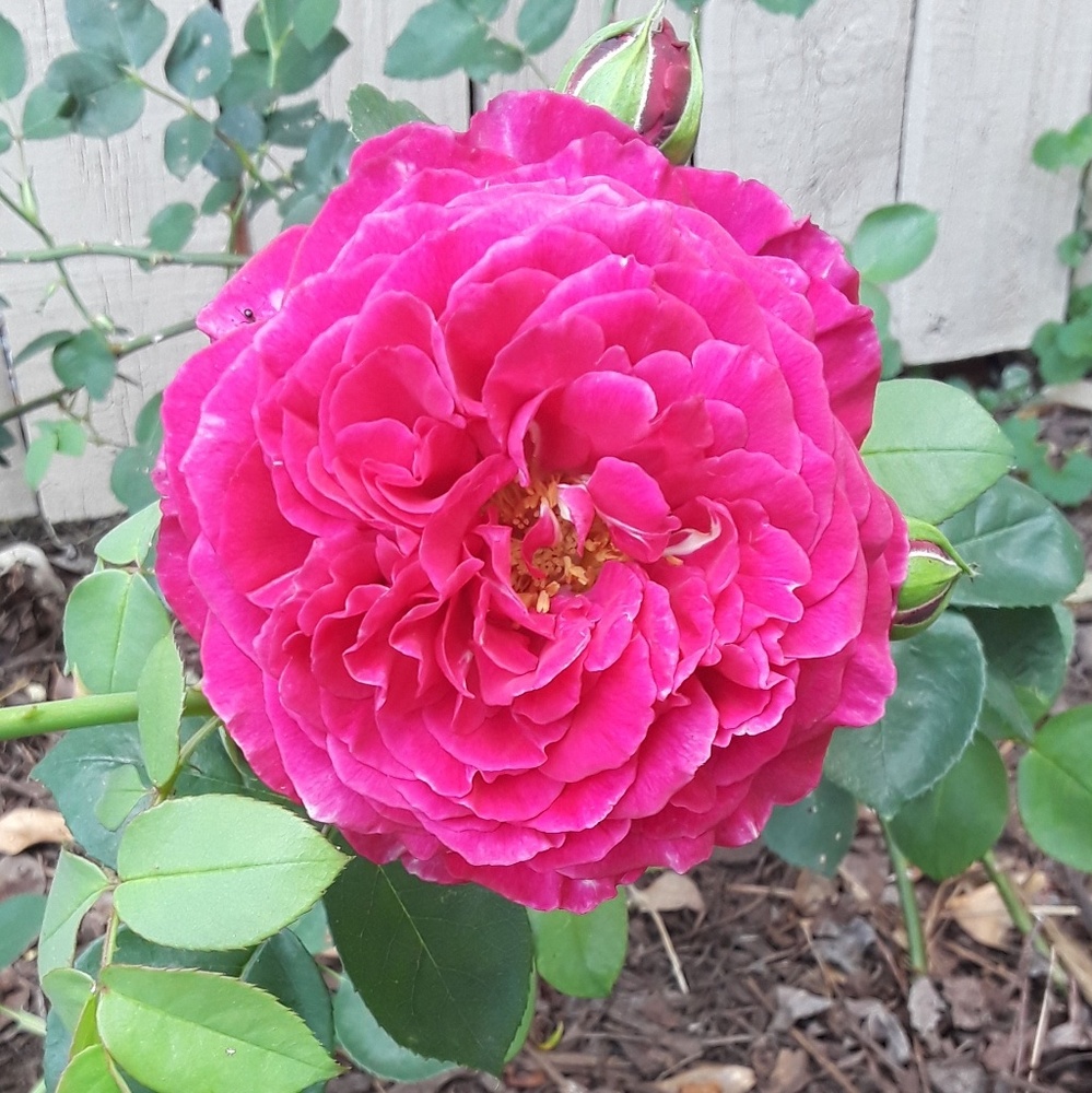 Meet your Posher, Feliciana